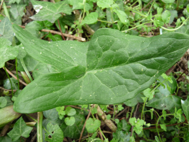 Feuilles entières veinées d'un jaune clair et en forme caractéristique triangulaire, ses oreillettes étant nettement divergentes. Ces feuilles sont dépourvues de taches. Agrandir dans une nouvelle fenêtre (ou onglet)